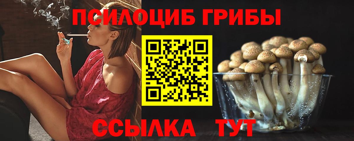 Галлюциногенные грибы Psilocybe Камышин